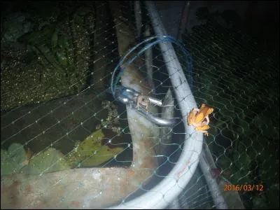 Combien comptez-vous de grenouilles sur la photo ?