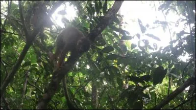 Quel animal voyez-vous dans cet arbre ?