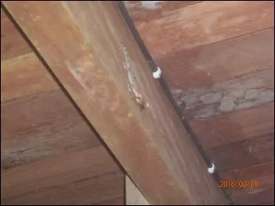 Identifiez l'animal !