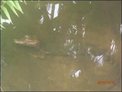 Nous sommes en Guyane, il n'y a donc qu'une seule réponse possible !
