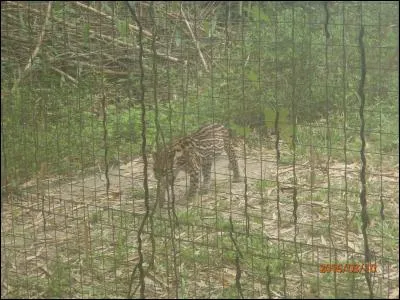 Vous êtes en Amazonie, identifiez l'animal !