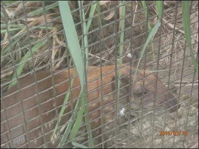 Trouvez le nom de ce rongeur amazonien !