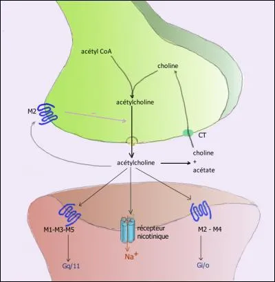 L'acétylcholine est un neurotransmetteur envoyé via le nerf parasympathique. Elle a pour effet :