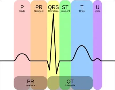 Sur le tracé d'un électrocardiogramme (ECG), l'onde P correspond à la dépolarisation des ventricules.