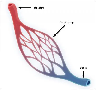 Les entrées et les sorties du système cardiovasculaire se font au niveau des capillaires.