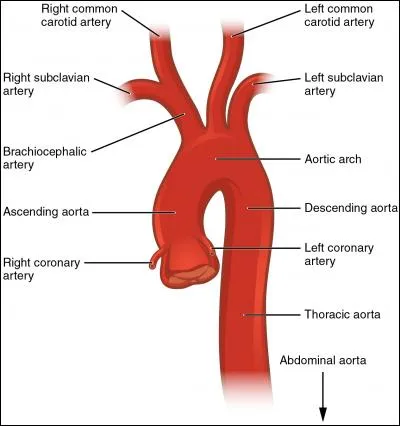 Le diamètre moyen de la lumière de l'aorte est de l'ordre de :