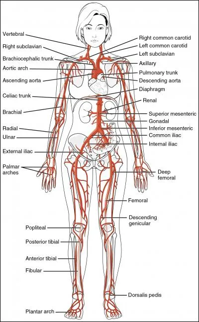 Les vaisseaux qui contiennent le plus grand volume de sang sont nos artères.