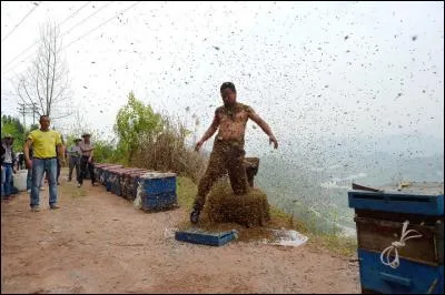 Vous devez vous faire recouvrir par les abeilles, sans protection et battre le record de 350 000 insectes ! Où s'amuse-t-on à ça ?