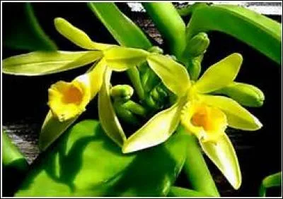 Et pour arroser le tout, la patronne offre sa tournée avec une liqueur. Les fruits finement écrasés ont macéré durant 8 semaines dans de la vodka et ensuite la préparation a été filtrée. 
Quel parfum incorpore-t-on aux ingrédients ?