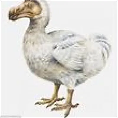 Quel est cet oiseau ?