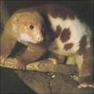 Quel est cet animal ?