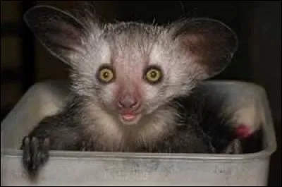 Quel est cet animal ?