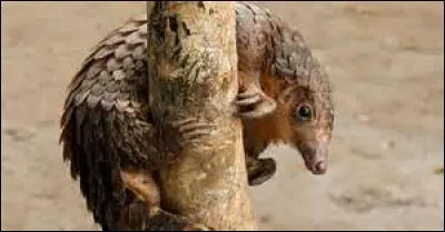 Quel est cet animal ?