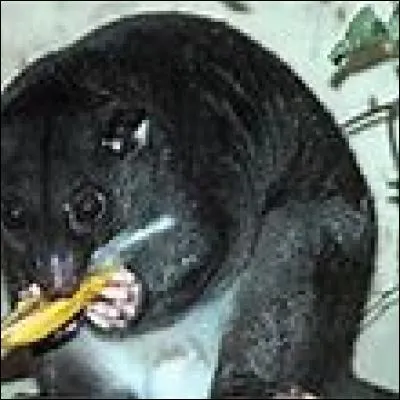 Quel est cet animal ?