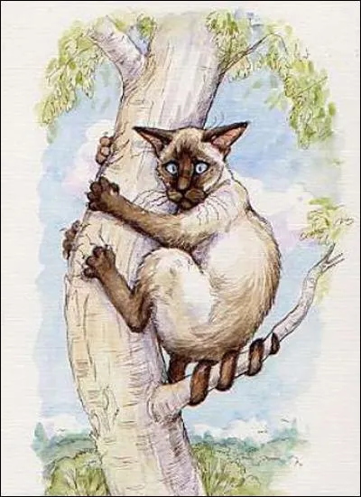 Comment a l'air ce chat ?