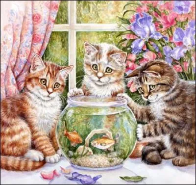 Que regardent les chats ?