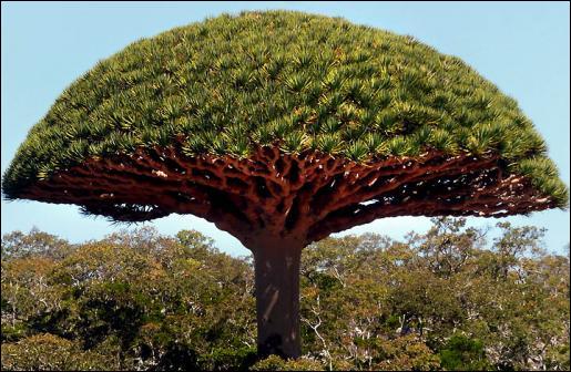 quel arbre vous ressemble