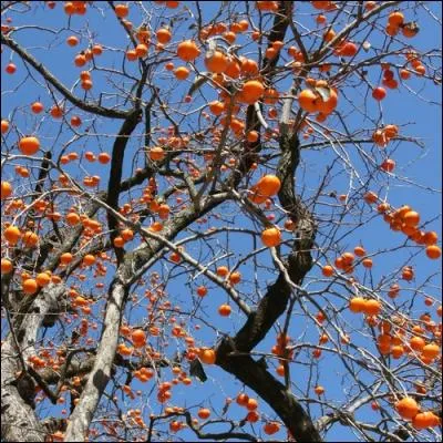 La forme de cet arbre me fait penser à quelque chose..., mais à quoi ?
(question piège)