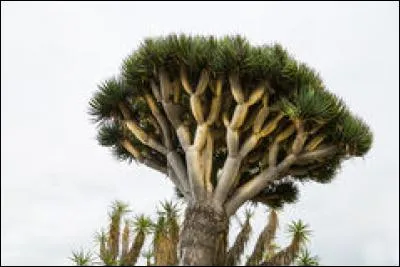 Incroyable cet arbre ! Cet un arbre-cactus. Son surnom est l'arbre de dragon ! Avez-vous une idée ?