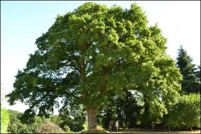 Ce chêne est magnifique, n'est-ce pas ? À quel légume pourrait-il vous faire penser ?