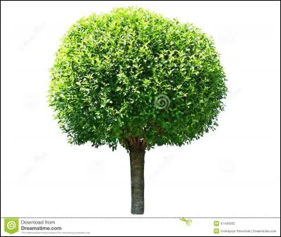 Ces feuilles qui forment figure une géométrique, plus le tronc d'arbre, à quoi cela vous fait-il penser ?