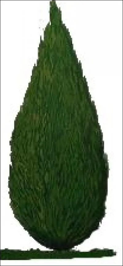 Cette forme de sapin qui est originaire d'Espagne a une forme faisant penser à quelque chose. De quoi s'agit-il ?