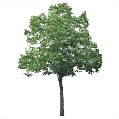 Cet arbre aussi me fait penser à quelque chose, mais à quoi ?
Je dis :