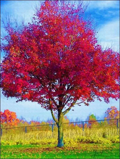 Pour cette question, nous allons nous intéresser aux couleurs de cet arbre. Vous font-elles penser à quelque chose ?