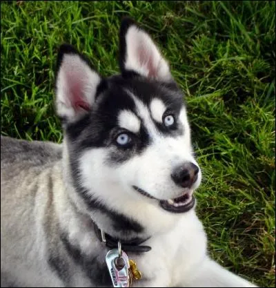 Quelle est la race de ce chien ?