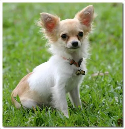 Quelle est la race de ce chien ?