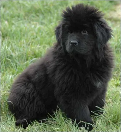 Quelle est la race de ce chien ?