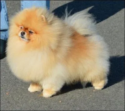 Quelle est la race de ce chien ?