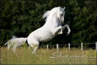 Quelle est sa race ?