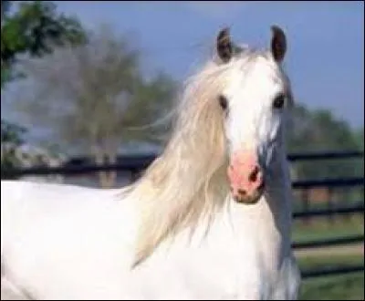 Quelle est sa race ?