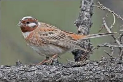 Quel nom porte la hauteur du point le plus élevé lors de la trajectoire d'une balle ou autre projectile ?