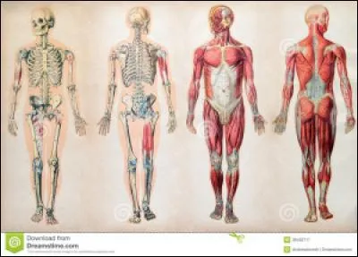 Quelle partie du corps est atteinte si vous souffrez de coxalgie ?