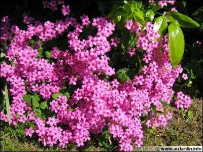 Cette plante vivace bulbeuse est appelée faux trèfle à quatre feuilles, mais quel est son nom ?