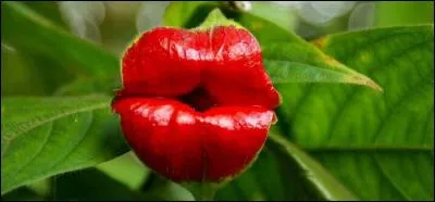 "Ne me dites pas que c'est pas vrai ! " Cette fleur est faite de tissu soyeux. N'est-ce pas ?