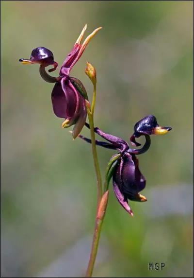 Cette orchidée "Caleana major" est aussi appelée ---- (Complétez ! )