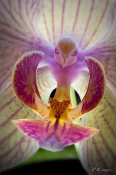 Ce "Phalaenopsis" est aussi est une orchidée. Et selon vous ?