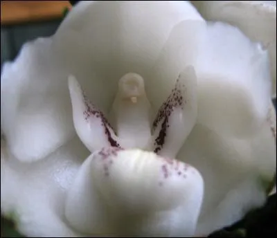 Pas de doute, cette orchidée du St-Esprit ressemble à --- (Complétez ! )