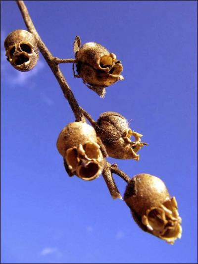 Ne soyez pas superstitieux, votre heure n'est pas encore venue ! Vous avez encore ce quiz à finir... Comment appelle-t-on ces "têtes de morts" ?