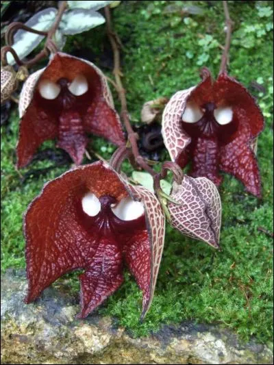 Ah ! Que sont ces spectres qui sifflent sur nos têtes ?