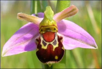 Comment nomme-t-on aussi cet "Ophrys Bomybliflor" ?