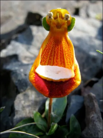 Cet "extraterrestre rieur" (Calceolaria uniflora) est une plante carnivore du sud des Andes et de la Patagonie. Vrai ou faux ?