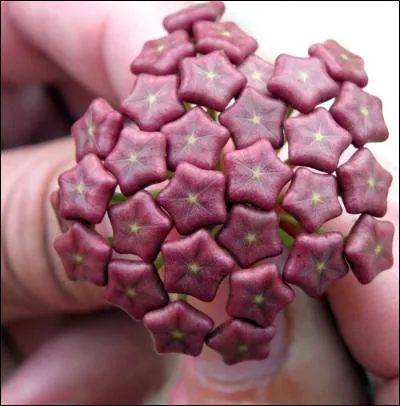 Lorsque vous voyez ce groupe floral, que pensez-vous ?