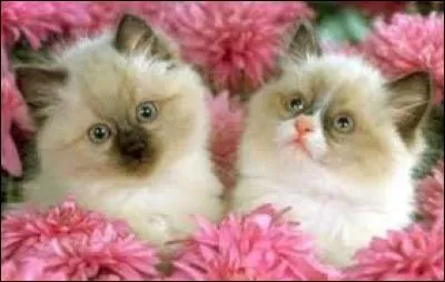 Dans quel États des États-Unis peut-on trouver cette loi : "Il est illégal de posséder plus de deux chats ou chiens" ?