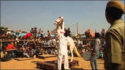 Au Rajasthan (Inde) des chevaux font la fierté des Rajput, probables descendants des cavaliers huns. Quelle est cette race ?