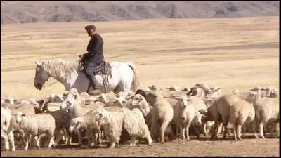 3500 ans avant JC le cheval est domestiqué. Mais où ?