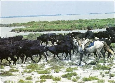 Dans plusieurs pays au monde des hommes s'occupent du bétail aidés par les chevaux. Comment s'appellent les cavaliers camarguais ?